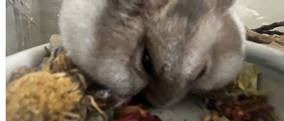 Geld inzamelen | Help Molly haar droom hansterhok te krijgen | Doneeractie