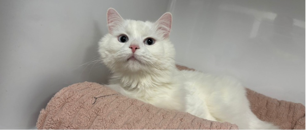 Geld inzamelen | Help Milky aan zijn levensreddende operatie | Doneeractie