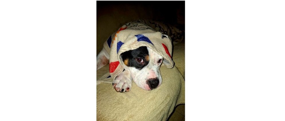 Geld inzamelen | Help Fientje weer pijnvrij te lopen | Doneeractie