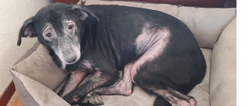 Geld inzamelen | Onze hond is ziek Bertje | Doneeractie