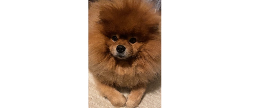 Geld inzamelen | Help Dikkie | Doneeractie