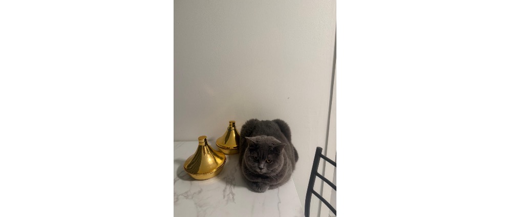 Geld inzamelen | Help Bella, onze lieve poes | Doneeractie