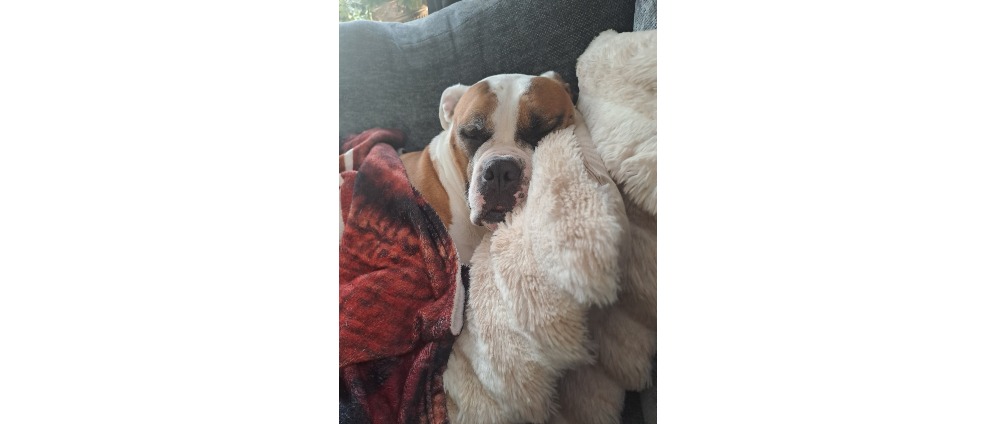 Geld inzamelen | Hond met artrose | Doneeractie