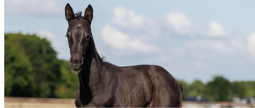 Geld inzamelen | Help Vivi naar huis na haar koliekoperatie | Doneeractie