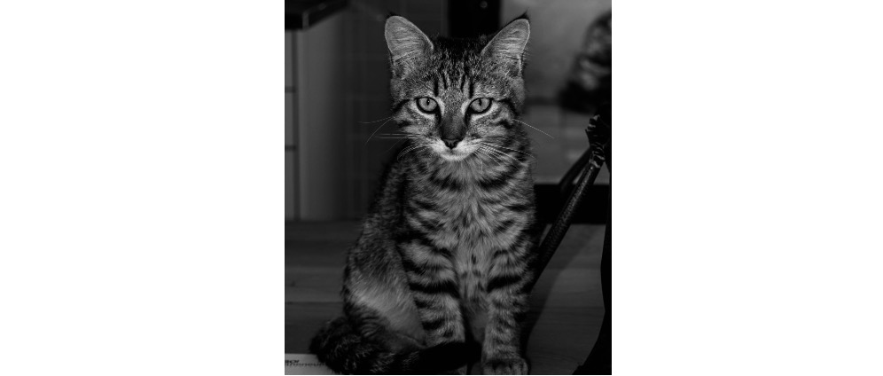 Geld inzamelen | Help save our cat | Doneeractie