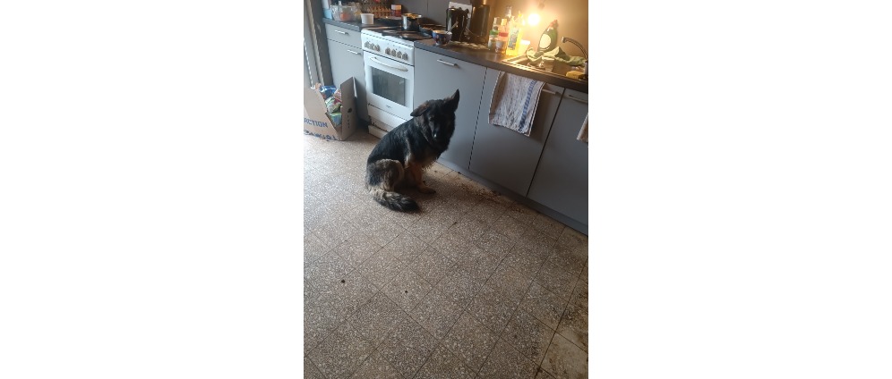 Geld inzamelen | operatie van onze dierbaarste vriend | Doneeractie