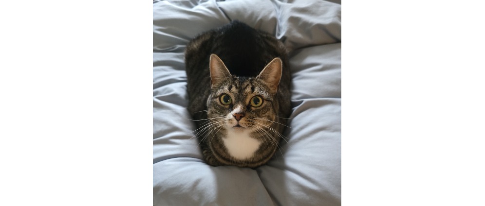 Geld inzamelen | Operatie Lana | Doneeractie