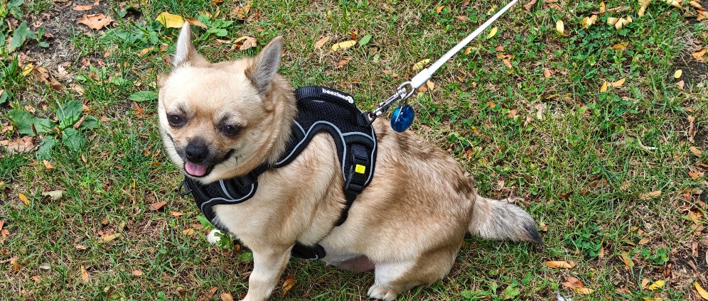 Geld inzamelen | Dierenarts kosten en therapie | Doneeractie