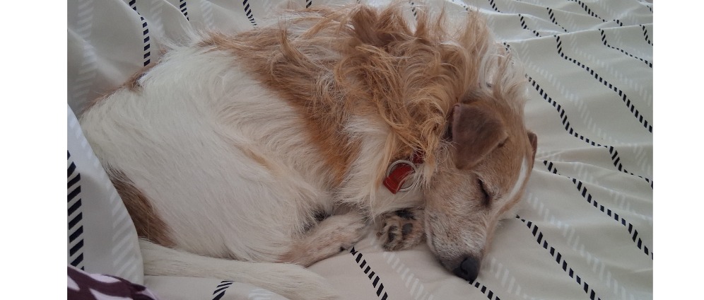 Geld inzamelen | Inzameling voor mijn Hond | Doneeractie