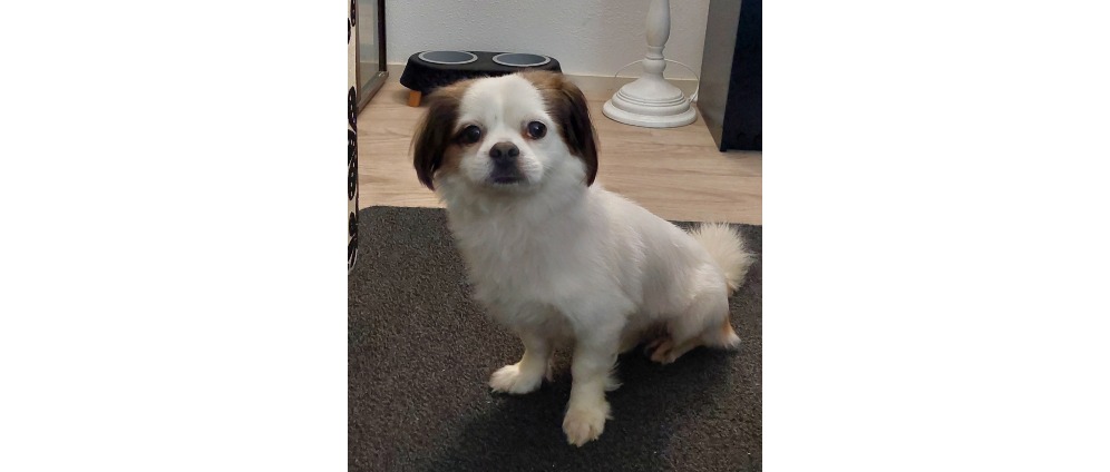 Geld inzamelen | Hond yinchi moet geopereerd worden aan zijn gebit | Doneeractie