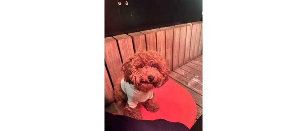 Geld inzamelen | Help mijn puppy haar pootje te redden | Doneeractie