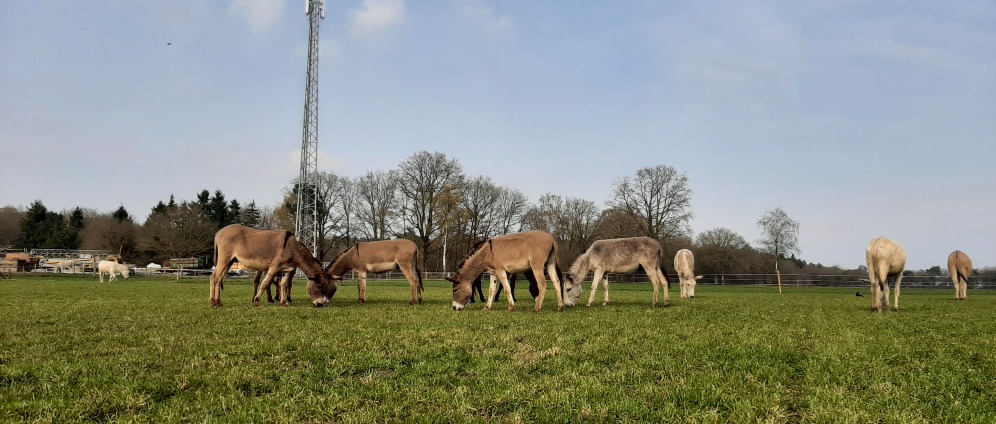 Geld inzamelen | Stichting Het ezelpaleis. Wandelen voor ezels | Doneeractie