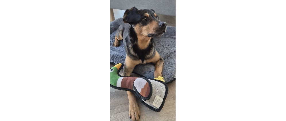 Geld inzamelen | Help Fox met een hartoperatie. | Doneeractie