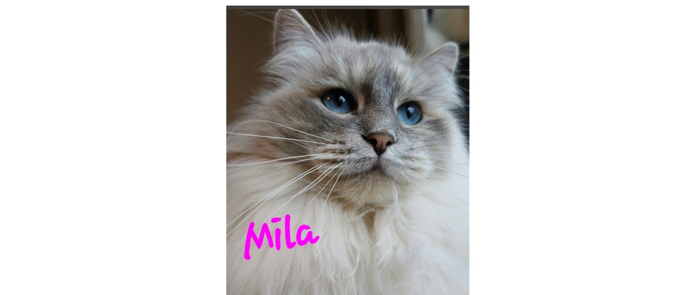 Geld inzamelen | Een kans voor Mila ️ | Doneeractie