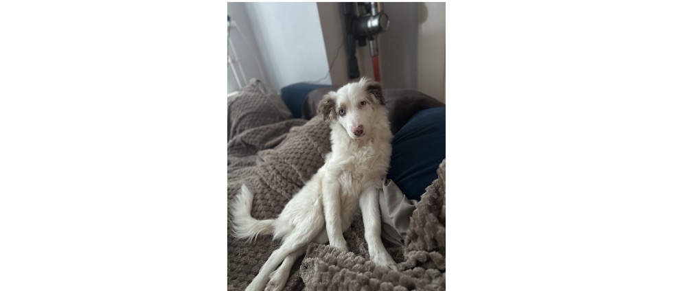 Geld inzamelen | Hulp voor Lucky | Doneeractie