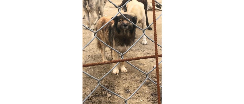 Geld inzamelen | Help honden uit de dodenkamp in Turkije | Doneeractie