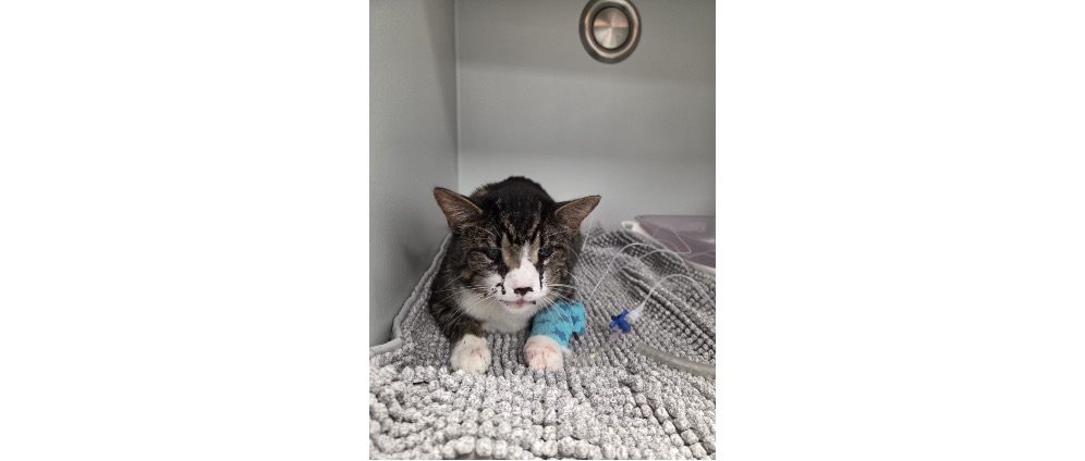 Geld inzamelen | Bella ️ | Doneeractie