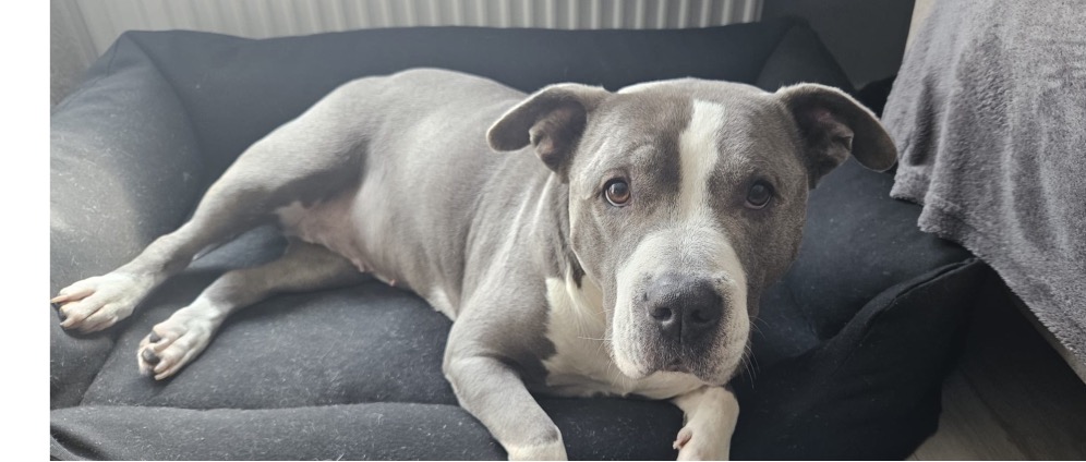 Geld inzamelen | Help Luna met haar operatie | Doneeractie