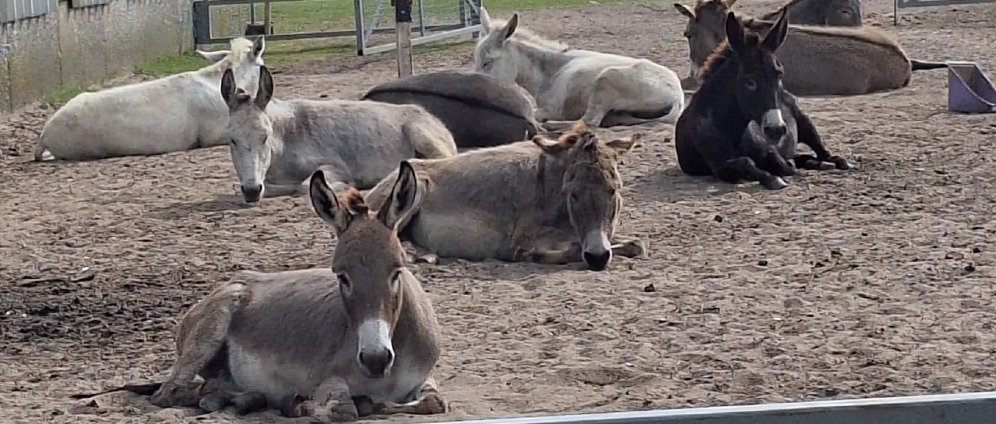 Geld inzamelen | Help Stichting Het Ezelpaleis aan een ezelweegschaal! | Doneeractie