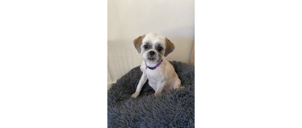 Geld inzamelen | Help alstublieft om ons zieke hondje te redden | Doneeractie