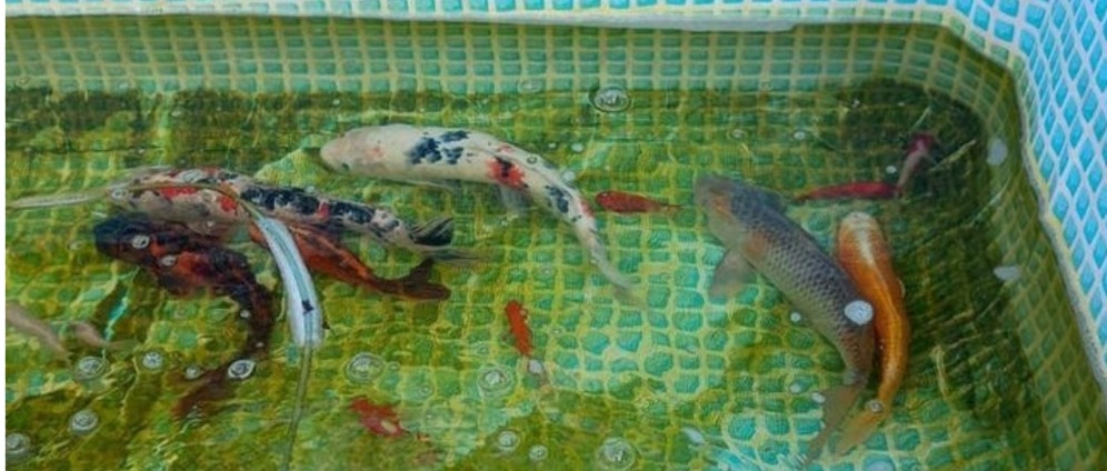 Geld inzamelen | Koi's in Nood | Doneeractie