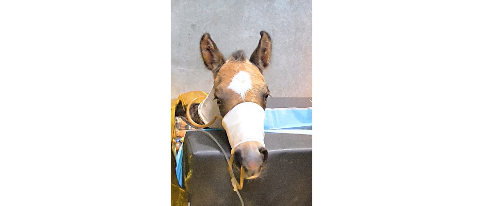Geld inzamelen | Mirabel Aurelia veulen van Daisybell | Doneeractie