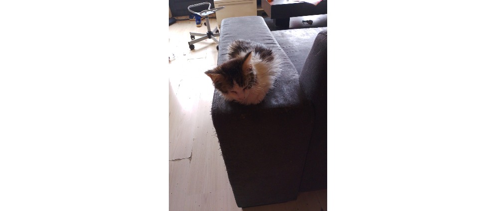 Geld inzamelen | Red ons kleine poes Eli | Doneeractie