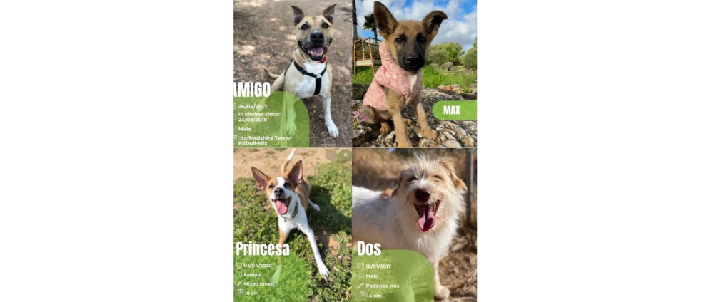 Geld inzamelen | Fundraising for Triple A animal rescue centre | Doneeractie