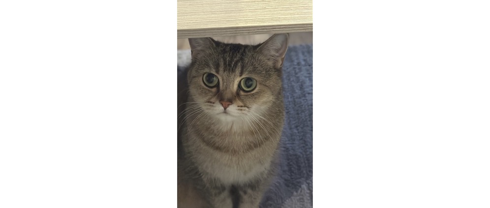 Geld inzamelen | Sterilisatie kat hulp nodig 200 | Doneeractie