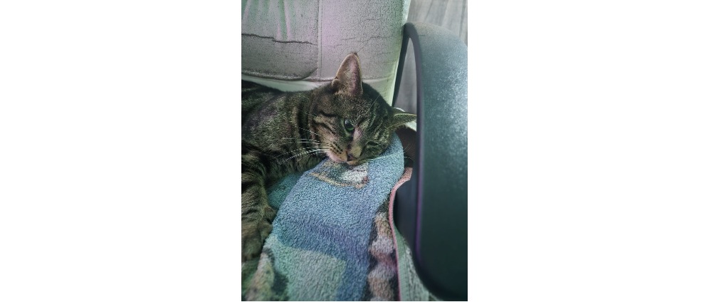 Geld inzamelen | Kat moet geopereerd worden | Doneeractie