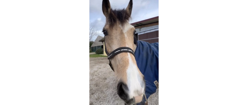 Geld inzamelen | Operatiekosten paard | Doneeractie