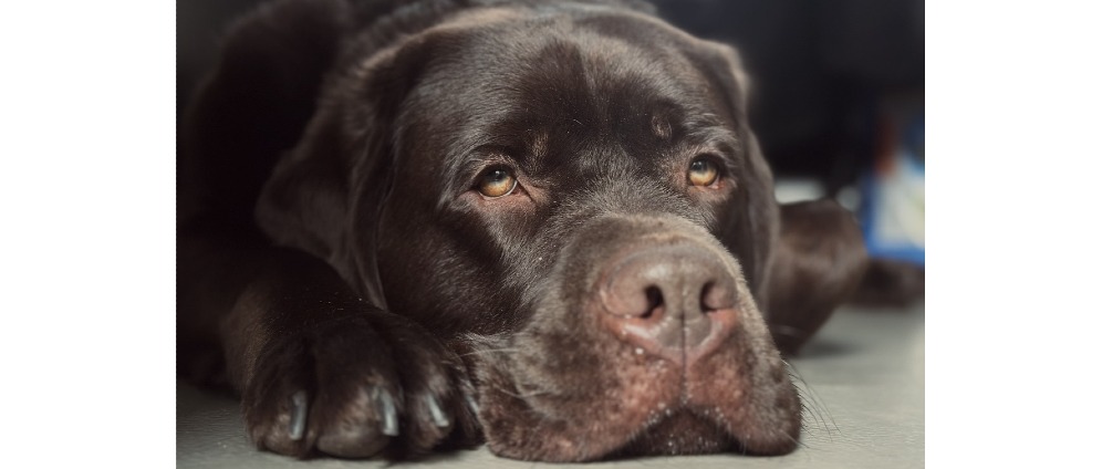 Geld inzamelen | Help onze hond Mick, weer pijnvrij leven ️ ️ | Doneeractie