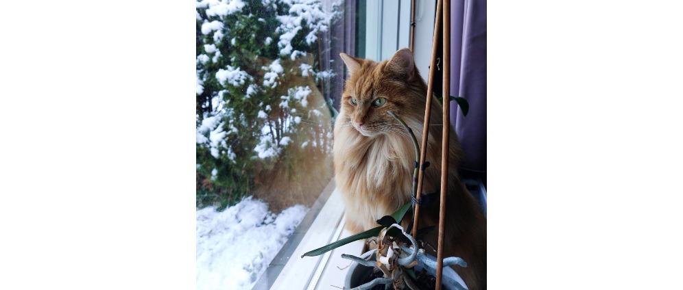 Geld inzamelen | Dierenartskosten | Doneeractie