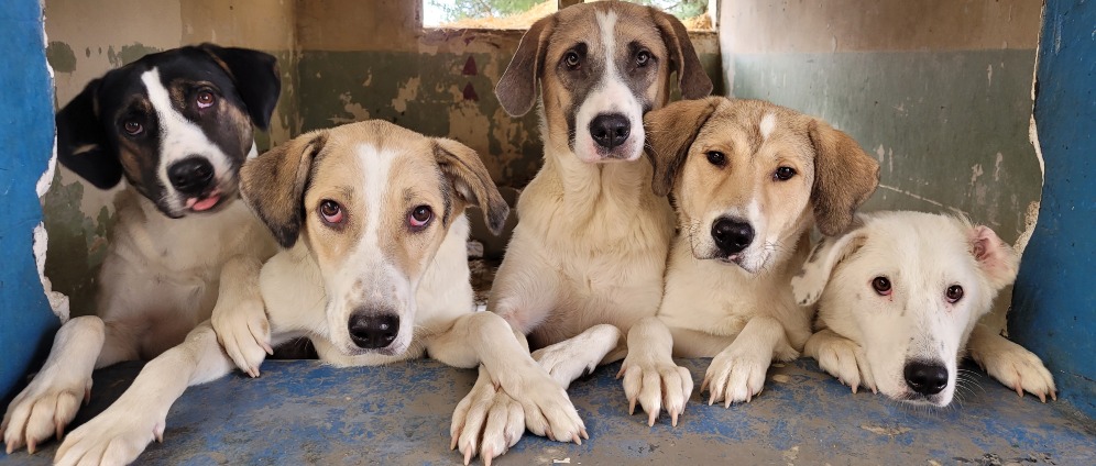 Geld inzamelen | Help de zwerfhonden in Griekenland aan een nieuwe shelter | Doneeractie