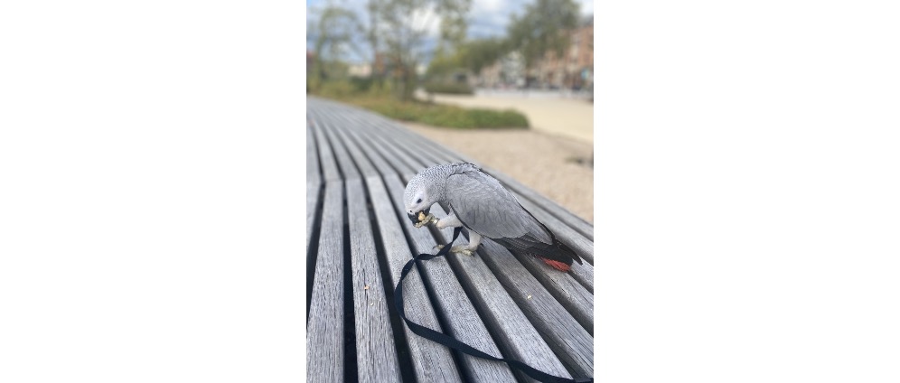 Geld inzamelen | Vogel ziekte behandeling | Doneeractie