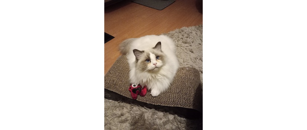 Geld inzamelen | Kairo | Doneeractie