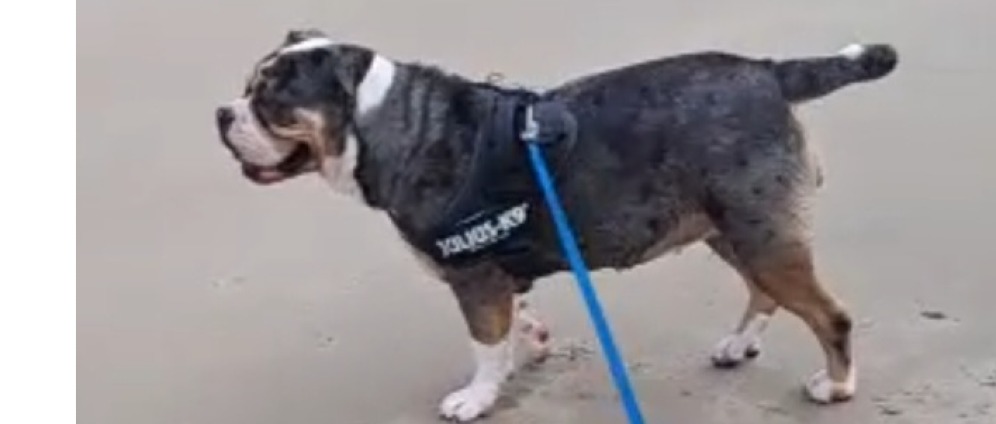 Geld inzamelen | Voor lieve Sula | Doneeractie