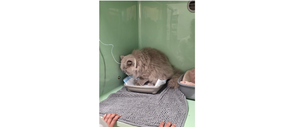 Geld inzamelen | Help Polly de Vechter deze auto immuuncrisis te overwinnen | Doneeractie