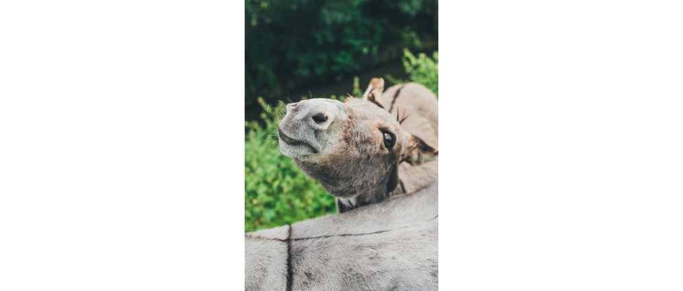 Geld inzamelen | Operatie Bonnie de ezel | Doneeractie