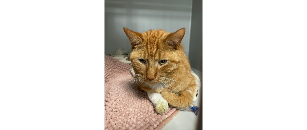 Geld inzamelen | Ziekte van Fip Gatito | Doneeractie