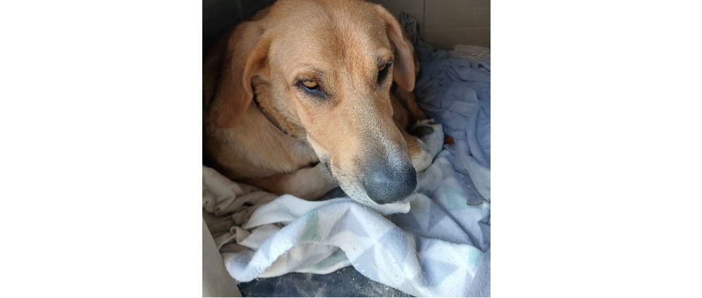 Geld inzamelen | Lady Sterlisatie | Doneeractie