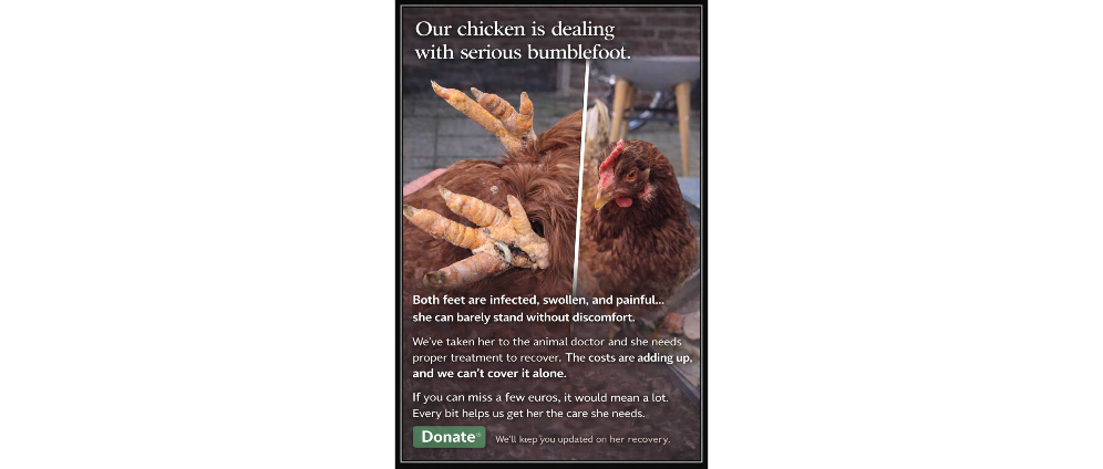Geld inzamelen | Help Us Treat Her Bumblefoot | Doneeractie