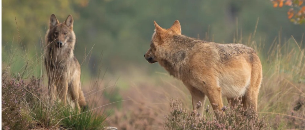 Geld inzamelen | Griffiekosten | Doneeractie