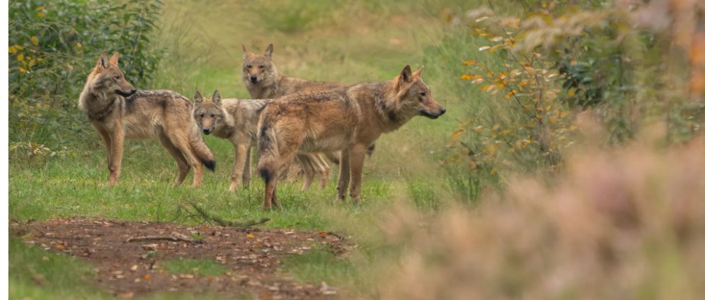 Geld inzamelen | Steun onze juridische procedure tegen het zenderen van de roedel van Bram op de Utrechtse Heuvelrug | Doneeractie