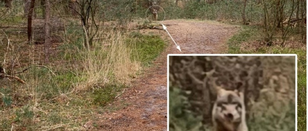 Geld inzamelen | Afschot wolf Hubertus nog niet van tafel steun ons beroep | Doneeractie