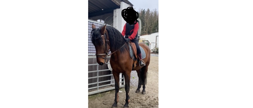 Geld inzamelen | mentale steun paard charlotte | Doneeractie