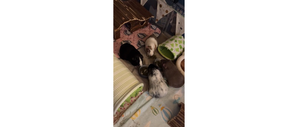 Geld inzamelen | Help mij om mijn cavia s te kunnen houden | Doneeractie