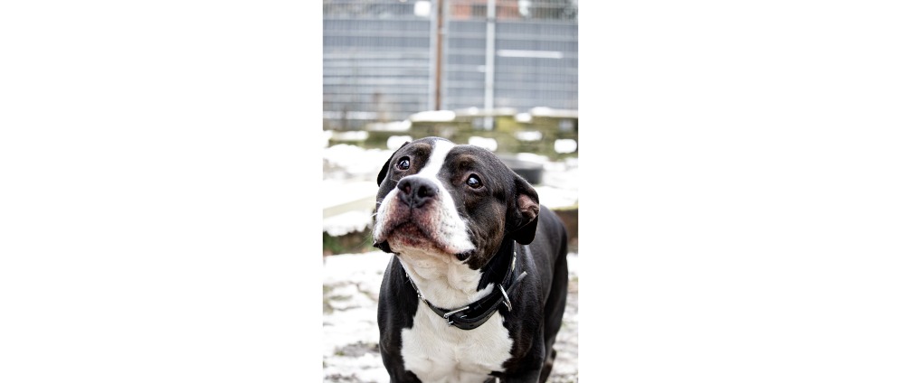 Geld inzamelen | K9Shutter Doneeractie Hokazo | Doneeractie