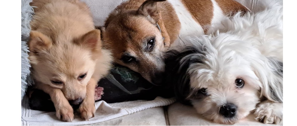 Geld inzamelen | Waar Liefde Nooit Opgeeft ️ | Doneeractie