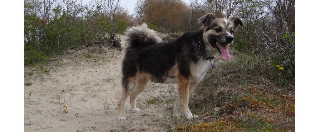 Geld inzamelen | help Bella haar pootje redden | Doneeractie